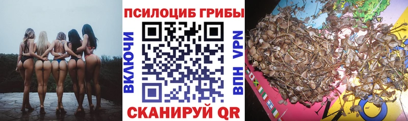 дарк нет наркотические препараты Старица Псилоцибиновые грибы Psilocybine cubensis